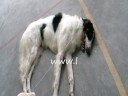 Borzoi Borzoi