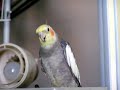 pachi the cockatiel