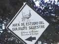 LOBOS mexicanos: Reserva de la biosfera la Michilia Durango