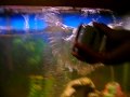 how to clean your fish tank with no hassel