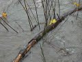 Elwah in Flood 010