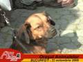 Orasul Animalelor - eveniment GIA - 2008