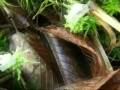 videos de Chasse dans la Batiscan-Neilson