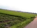 Hikawa � cheio de Planta��o de arroz!!!