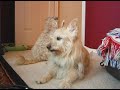 Bella and Dogster\ Bella and Dogster\