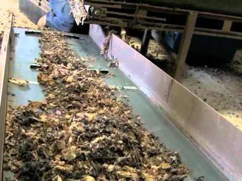 how to fertilize irish moss