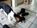 videos de Filhotes de IOKI 001