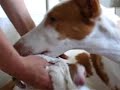 Ibizan Hound Birth Alisian Fields Tutu Fiona /  Bridge