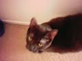 Talking CAT, Says Mama Talking CAT, Says Mama