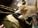Kitty  (=^..^=)
