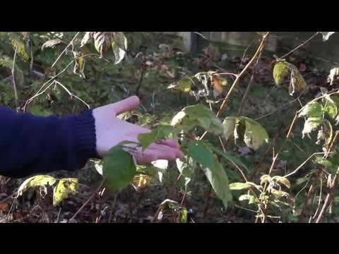 how to fertilize red raspberries