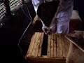 Working bees in a Kenya Top Bar Hive (KTBH)