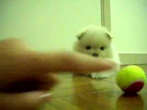 pomeranians - The one playing with the ball is Mia the black one is Turtle and the other white one (sleeping in the back) is Pork. They are all Pomeranians from the same l...