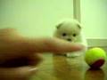 my POMERANIANS playing with super small tennis balls