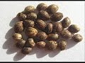 Resistencia Suburbana - Por Cultivar Marihuana Resistencia Suburbana - Por Cultivar Marihuana