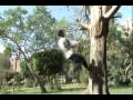 Parkour Egypt Team showreel 2009