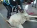 respected sir, yeh ghatna malegaon (MAHARASTRA- IN NASHIK DISTT.) ki hai jo 10 GAYO (COWS) ko jinda kat dala gaya hai, please find this Thenking regards