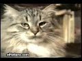 Recopilatorio de gatos