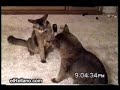 Recopilatorio de gatos
