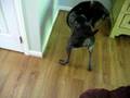 German Shorthaired Pointer plays with her food.