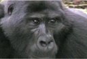 Tracking the Nkoringo Gorillas