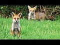 Fieldsports Britain - Australian-rules fox shooting + YouTubers who hunt