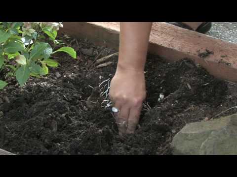 how to transplant tulips after bloom