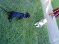 Killer Shi Tzu!