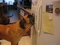 Look what my son taught our dog, Rupert, to do! Now we can't get him to stop. Funny, except for the mess it makes and the fact that I have to sanitize it now!!