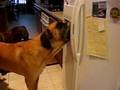 Thirsty Dog (mastiff drinks from the fridge!)