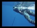 Spearfishing: A Dance with a Wahoo