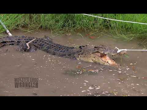 Pulling a BIG Croc out of a small waterhole....