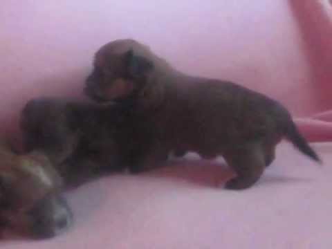 Shorkie Puppies for sale