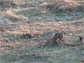 Buizerd en ekster als broeders Buizerd en ekster als broeders