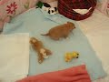 3 week old Podengo puppy Gus & toys.MOV 3 week old Podengo puppy Gus & toys.MOV