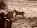 lions-hunt-and-lions-kills-hyena.html