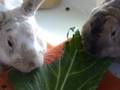 Animal Homing
