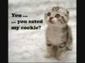 Funny cats