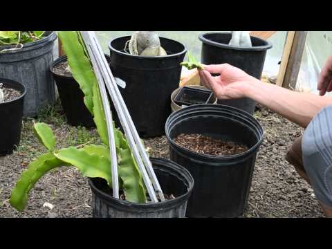 how to transplant dragon fruit seedlings