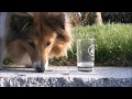 Shetland Sheepdog Daisy - dog tricks Shetland Sheepdog