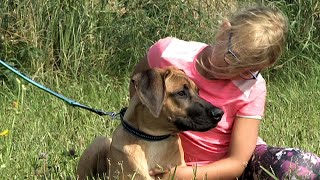 Jak mít pohodového psa