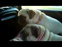 Pugs going to West Virgina