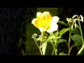 Panasonic Lumix fz38 Day and Night Shots