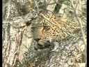 Karula In My Dream