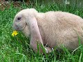 Beau the English Lop