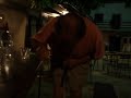 OSMICA BRJE PRI KOMNU 2007 - LIVJO OSMICA BRJE PRI KOMNU 2007 - LIVJO