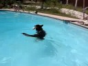 Max Goes Swimming Max Goes Swimming