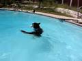 Max Goes Swimming