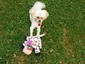 Molly in back yard! Molly in back yard!