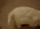 Westies playing with frisbee
